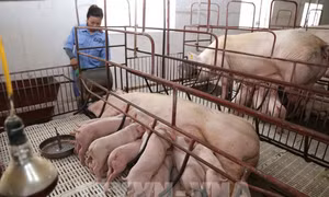 Giải pháp vi sinh mở hướng đi mới cho chăn nuôi xanh tại Việt Nam