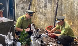 Khuyến nghị xử lý tang vật là cây, phôi cây Muội hồng bị tạm giữ