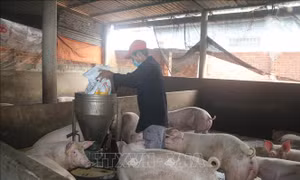 Giá lợn tăng, người chăn nuôi phấn khởi tái đàn vụ Tết