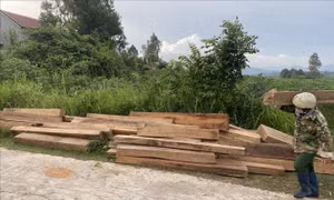Tạm đình chỉ công tác nhân viên bảo vệ rừng tàng trữ trái phép gỗ