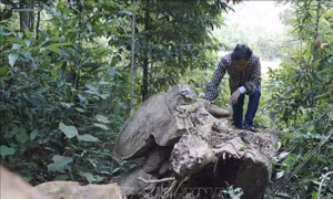 Gian nan bài toán giữ rừng ở vùng cao Nà Nhạn, Điện Biên