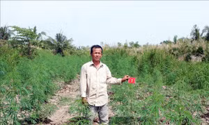 Trồng gần 1.200 cây cần sa để 'nuôi gà'