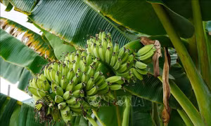 Biến phế phẩm từ cây chuối U Minh Thượng thành đồ mỹ nghệ