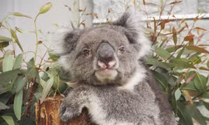 Con Koala ở vườn thú Nhật Bản lập kỷ lục Guinness thọ nhất thế giới