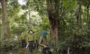 Bắc Giang xử lý nghiêm hành vi vi phạm lâm luật