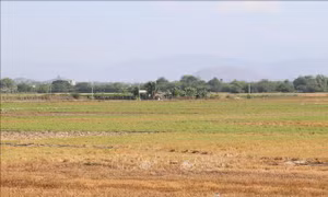 Dự kiến từ 51.000 - 70.000 ha ở Nam Trung Bộ cần điều chỉnh sản xuất do hạn hán