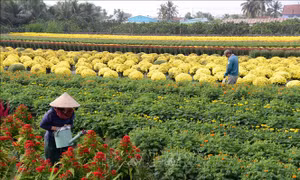 Đồng Tháp trồng hơn 2,25 triệu chậu hoa cảnh phục vụ Tết