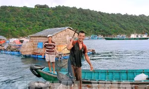 Phát triển nghề nuôi cá lồng bè Thổ Châu