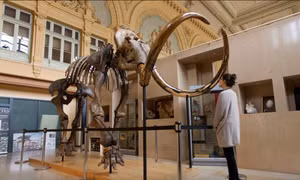 Tham vọng hồi sinh voi ma mút lông xoăn đã tuyệt chủng