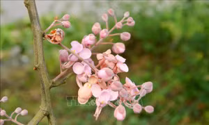 Hoa Ô môi nhuộm hồng cả miền quê yên bình 