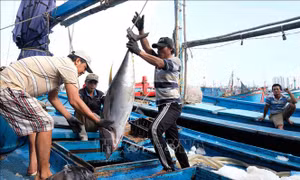 Khánh Hoà xuất khẩu cá ngừ đại dương giảm 30%