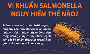 Vi khuẩn salmonella nguy hiểm thế nào?