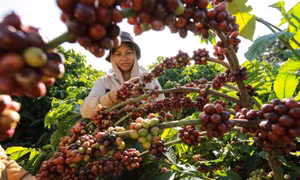 Cà phê Việt trong kỷ nguyên giá trị - Bài cuối: Không gian giá trị quốc gia