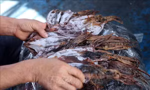Trúng mùa mực, ngư dân hăng hái vươn khơi