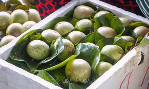 Cận Tết, giá vú sữa bất ngờ lao dốc