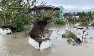 Philippines chuẩn bị ứng phó cơn bão mới sau bão Molave