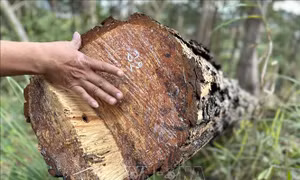Lâm Đồng: Để xảy ra phá rừng, một Chủ tịch xã bị tạm đình chỉ công tác