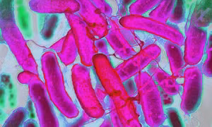 'Thuần hóa' vi khuẩn E. Coli để dệt và nhuộm vải đa sắc màu