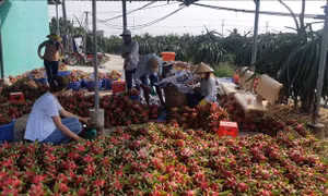Kết nối tiêu thụ sản phẩm thanh long
