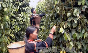 Đắk Nông khuyến cáo không nên mở rộng diện tích trồng tiêu
