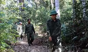 Thêm nguồn thu nhập cho người dân tham gia bảo vệ rừng