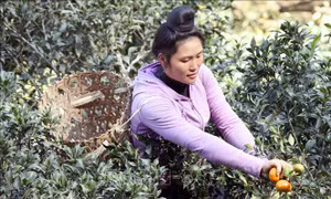 Trồng cây ăn quả trên đất dốc cho thu nhập hàng trăm triệu đồng mỗi năm