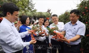 Mở vườn thu hoạch, xúc tiến thương mại vải thiều Thanh Hà năm 2025