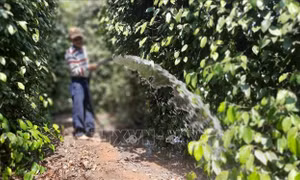 Nông dân gặp khó do tiêu mất mùa, rớt giá