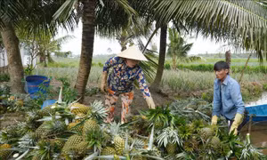 Nhà vườn thu lợi lớn nhờ giá nông sản nghịch vụ tăng mạnh