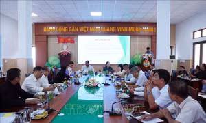 Thí điểm sản xuất sầu riêng ứng dụng công nghệ thông minh