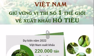 Việt Nam giữ vững vị trí số 1 về xuất khẩu hồ tiêu, chiếm 55% sản lượng thế giới