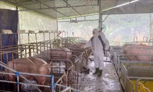 Chăn nuôi duy trì tăng trưởng trước áp lực dịch bệnh gia tăng