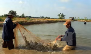 Tăng cạnh tranh từ phát triển tôm sinh thái - Bài 1