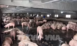 FAO cảnh báo hậu quả lạm dụng kháng sinh trong chăn nuôi