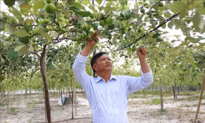 Hành trình xây dựng thương hiệu cho cây táo ở Cam Thành Nam