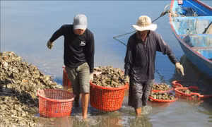 Nuôi hàu treo dây trong lồng bè ở Đầm Nại