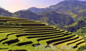 Vùng cao Mù Cang Chải thu hút du khách
