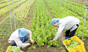 Kiểm soát nông sản an toàn qua Chợ thương mại điện tử