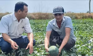 Rau, quả sẵn sàng cho thị trường Tết