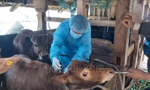 Không để bệnh viêm da nổi cục trên trâu bò lây lan diện rộng