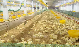 Nông dân tích cực tái đàn chăn nuôi phục vụ thị trường cuối năm