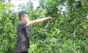 Thừa Thiên - Huế phát triển bền vững vùng trồng cam Nam Đông