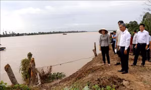 Vĩnh Long: Khẩn trương xử lý các điểm sạt lở tại xã Quới Thiện