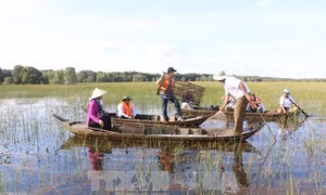 Đến Đồng Tháp trải nghiệm du lịch mùa nước nổi 