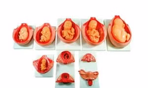 Xây dựng mô hình 3D phôi thai người 2 - 3 tuần tuổi