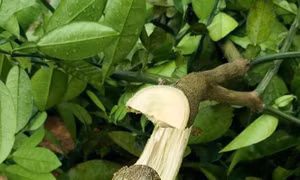 Tuyên Quang: Nhiều vườn bưởi của hộ dân bị kẻ xấu chặt hạ