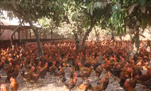 TP Hồ Chí Minh: Cận Tết, giá gà ta giảm, sức tiêu thụ chậm