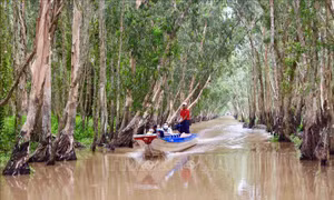 Đưa rừng tràm Trà Sư (An Giang) thành điểm du lịch quốc tế