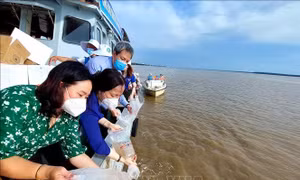 Các địa phương thả hàng triệu con giống tái tạo nguồn thủy sản