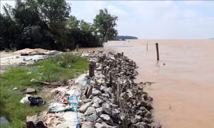 Sạt lở đê bao sông Hậu qua Cù Lao Dung uy hiếp hàng trăm hộ dân